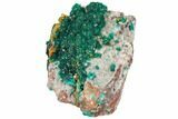 2.6" Gemmy Dioptase and Mimetite on Dolomite - Ntola Mine, Congo - #130499-3